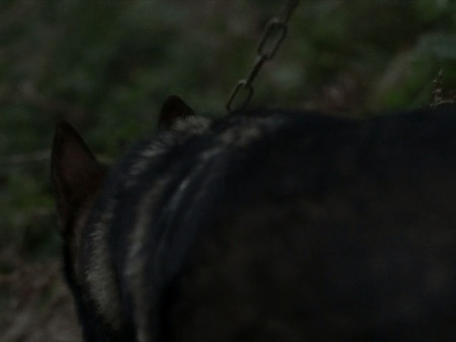 Video Reference N3: Black, Nature, Wildlife, Snout, Felidae, Whiskers, Carnivore