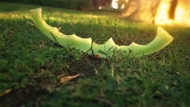 Video Reference N5: Green, Nature, Leaf, Vegetation, Grass, Sunlight, Plant, Snake, Reptile, Photography