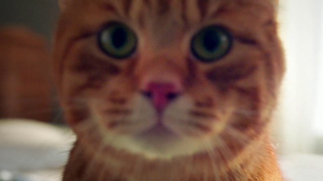 Video Reference N11: Cat, Mammal, Vertebrate, Whiskers, Small to medium-sized cats, Face, Felidae, Nose, Tabby cat, Facial expression