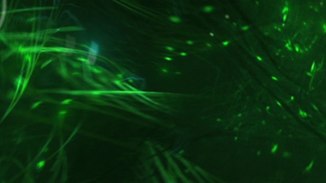 Video Reference N8: Green, Light, Technology, Water, Laser, Visual effect lighting, Plant