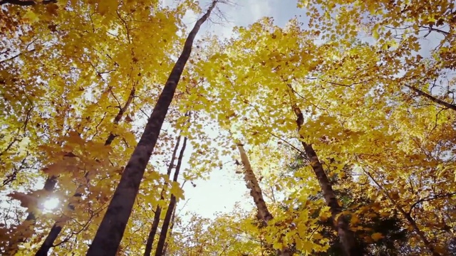 Video Reference N4: Tree, Nature, Yellow, Autumn, Woody plant, Leaf, Plant, Deciduous, Branch, Birch
