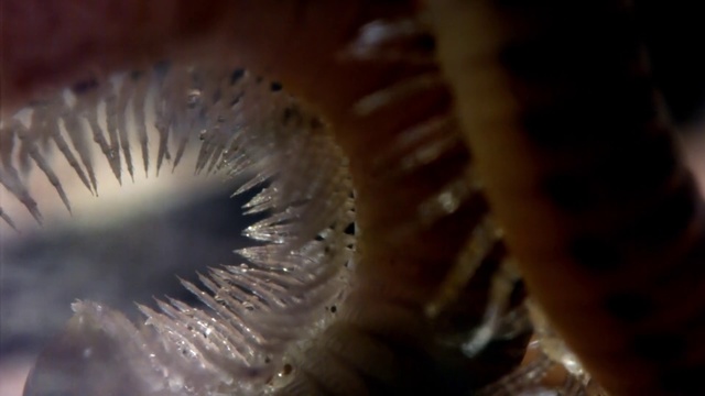 Video Reference N0: Iris, Close-up, Eye, Macro photography, Organ, Brown, Water, Eyelash, Organism, Photography