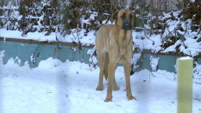 Video Reference N3: Dog, Vertebrate, Canidae, Mammal, Dog breed, Carnivore, Snow, Black mouth cur, Anatolian shepherd dog, Hound