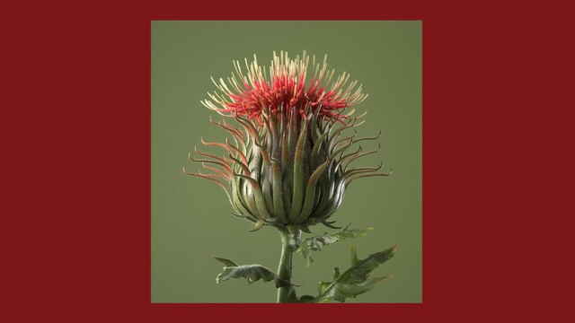 Video Reference N2: Flower, Thistle, Plant, Flowering plant, Botany, Distaff thistles, Wildflower, Noxious weed, Burdock