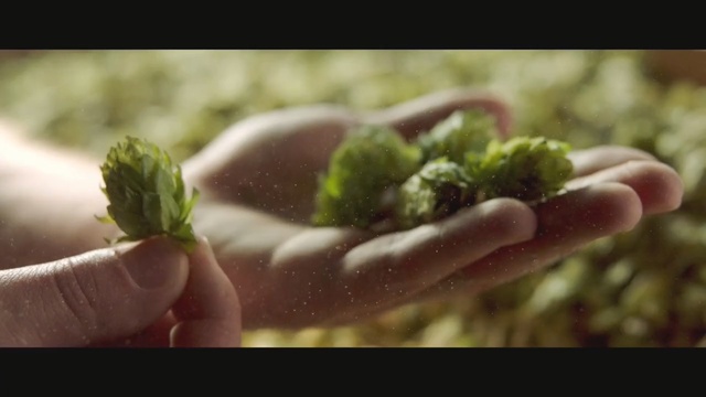 Video Reference N2: Plant, Leaf, Hand, Flower, Finger, Broccoli, Cruciferous vegetables, Bud