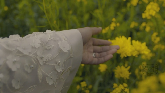 Video Reference N0: yellow, flower, spring, flora, grass, petal, field, plant, rapeseed, sunlight