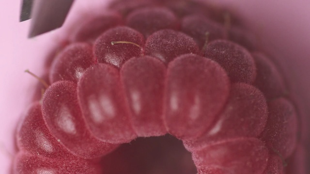 Video Reference N0: pink, macro photography, close up, flower, petal, lip, magenta, pollen, berry