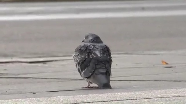 Video Reference N4: bird, pigeons and doves, beak, fauna, crow, asphalt, Person