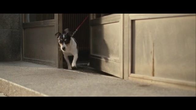 Video Reference N1: Canidae, Dog, Dog breed, Snapshot, Snout, Carnivore, Boston terrier, Rat terrier, Photography, Tail