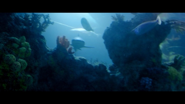 Video Reference N1: underwater, ecosystem, divemaster, marine biology, aquanaut, coral reef, water, organism, sea, reef