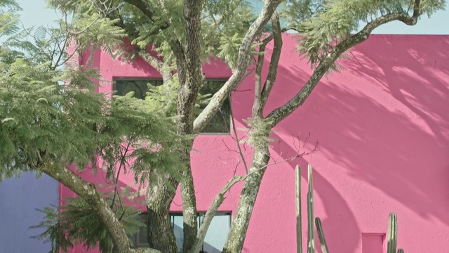 Video Reference N5: Tree, Pink, Plant, Woody plant, House, Magenta, Arecales, Real estate, Branch, Facade