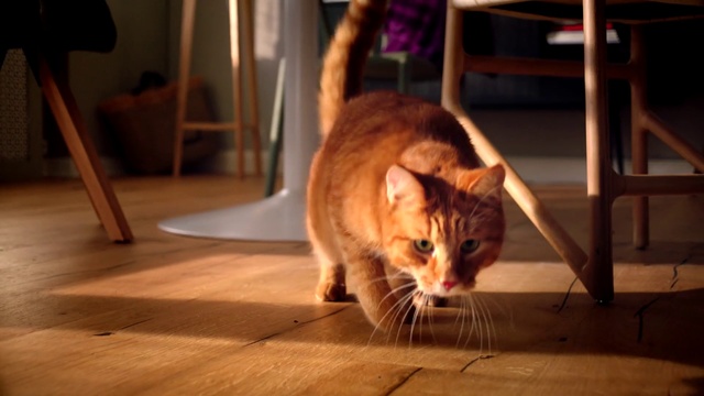 Video Reference N7: Cat, Mammal, Small to medium-sized cats, Felidae, Whiskers, Tabby cat, European shorthair, Floor, Carnivore, Domestic short-haired cat