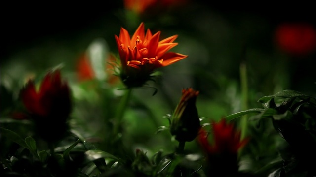 Video Reference N0: flower, flora, plant, vegetation, wildflower, petal, close up, leaf, computer wallpaper, sunlight