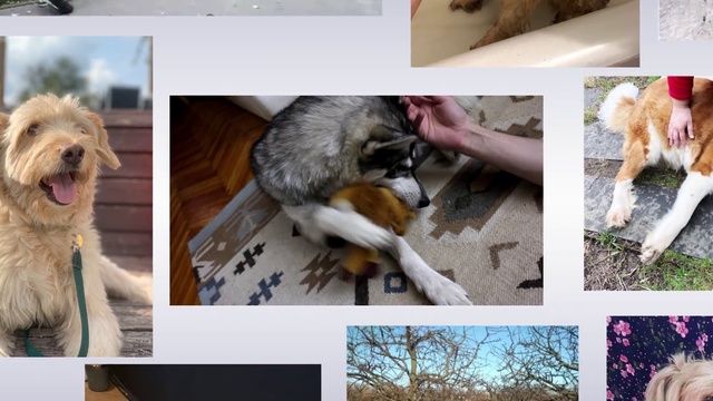 Video Reference N1: Canidae, Dog, Dog breed, Adaptation, Street dog, Puppy, Carnivore, Photo caption