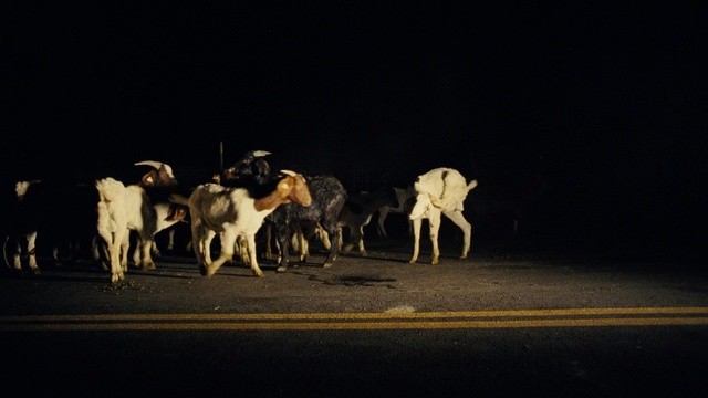 Video Reference N1: Herd, Wildlife, Night, Bovine, Event, Goat, Darkness, Performing arts, Cow-goat family, Fawn