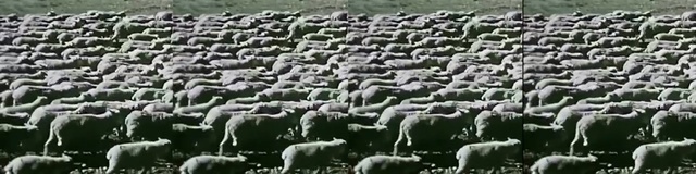 Video Reference N0: herd, sheep, sheep, field, livestock, grass, animal migration, pasture, crop, grazing