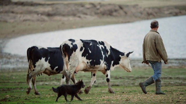 Video Reference N1: cattle like mammal, dairy cow, rural area, pasture, herd, dairy, livestock, grass, ox, bull, Person