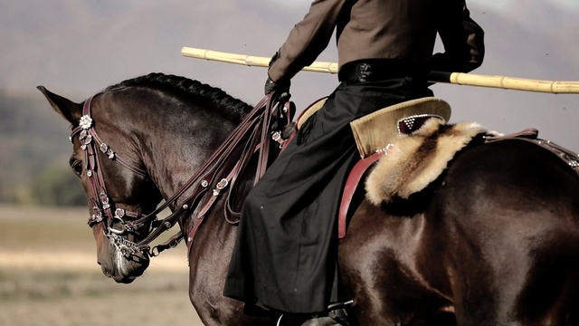 Video Reference N5: horse, horse harness, bridle, rein, horse tack, halter, horse like mammal, stallion, saddle, mane, Person