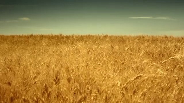 Video Reference N0: Field, Barley, Rye, Grain, Malt, Crop, Agriculture, Einkorn wheat, Grass, Plant