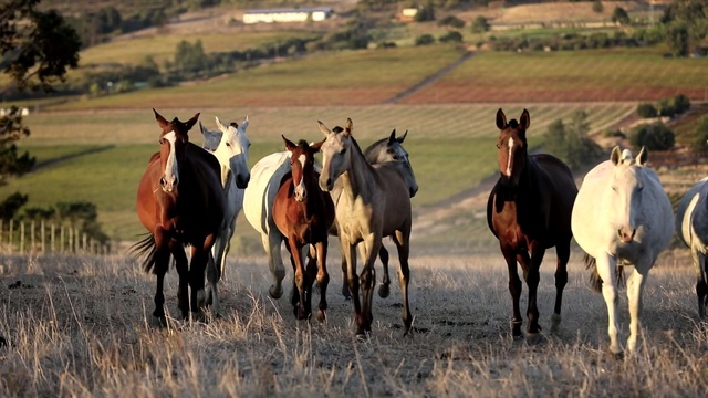 Video Reference N19: herd, horse, ecosystem, pasture, mustang horse, grassland, mare, horse like mammal, ranch, steppe, Person