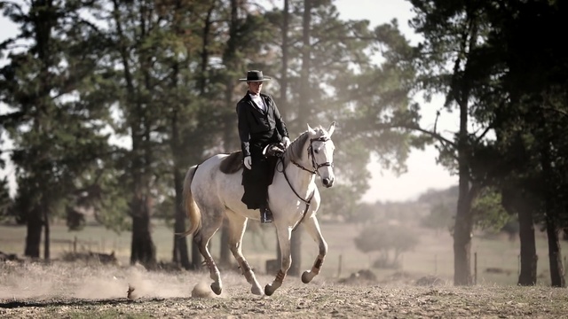 Video Reference N4: horse, bridle, rein, equestrianism, western riding, stallion, english riding, horse tack, tree, horse like mammal, Person