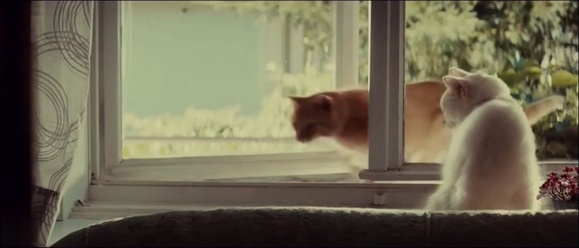Video Reference N2: windowsill, sill, structural member, support, cat, animal, pet, cute, domestic, feline, device, fur, Person