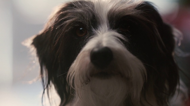 Video Reference N4: Dog, Mammal, Vertebrate, Dog breed, Canidae, Tibetan terrier, Kyi-leo, Löwchen, Havanese, Carnivore