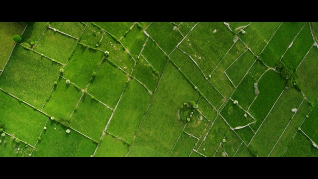 Video Reference N3: green, leaf, vegetation, water, moisture, aerial photography, grass, dew, biome, macro photography