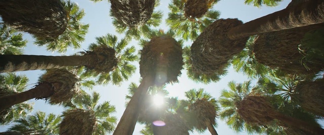 Video Reference N1: Tree, Vegetation, Palm tree, Plant, Woody plant, Arecales, Botany, Sky, Branch, Organism, Person
