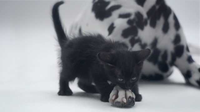 Video Reference N3: cat, black, small to medium sized cats, mammal, black cat, cat like mammal, whiskers, kitten, carnivoran, snout