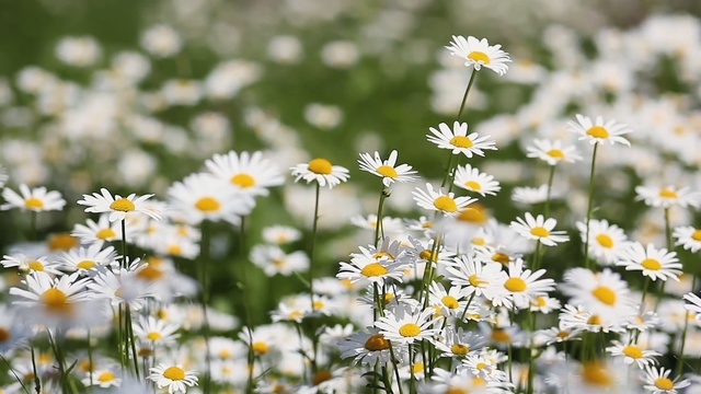 Video Reference N4: Flower, Flowering plant, Daisy, Oxeye daisy, heath aster, Chamaemelum nobile, mayweed, Daisy, chamomile, Plant, Person