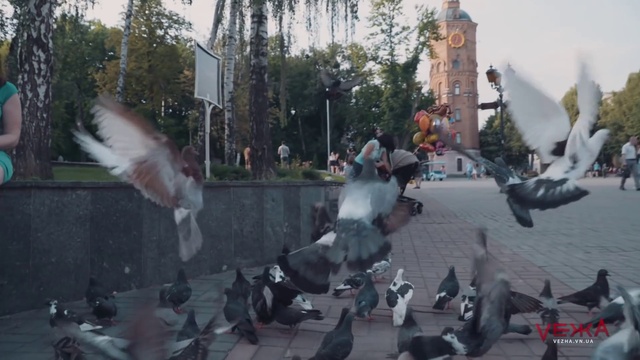 Video Reference N10: Pigeons and doves, Bird, Public space, Pedestrian, Photography, Crowd, City