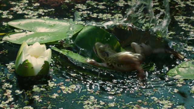 Video Reference N2: Pond, Aquatic plant, Organism, Plant, water lily, Lotus family, Wildlife, Water bird