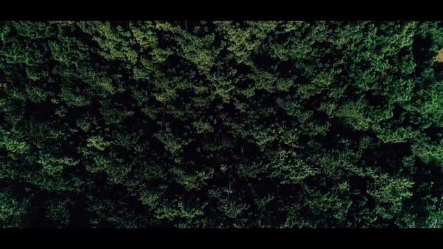 Video Reference N9: Green, Nature, Vegetation, Black, Leaf, Grass, Natural environment, Tree, Biome, Plant