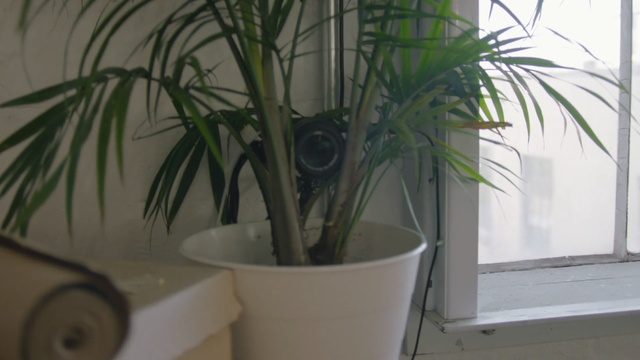 Video Reference N1: Houseplant, Flowerpot, Plant, Tree, Arecales, Palm tree, Flower, Woody plant, Terrestrial plant, Plant stem, Window, Indoor, Palm, Sitting, Pot, Table, White, Green, Sink, Cat, Room, Vase, Kitchen, Tub, Bathroom, Agave