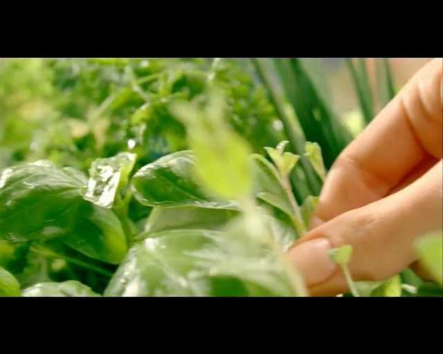 Video Reference N2: Green, Plant, Leaf, Flower, Hand, Natural foods, Finger, Vegetable, Grass, Flowering plant