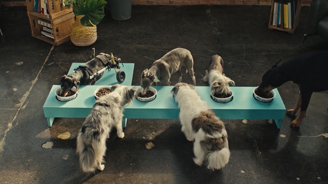 Video Reference N1: terrier, schnauzer, dog, hunting dog, standard schnauzer, pet, miniature schnauzer, canine, cute
