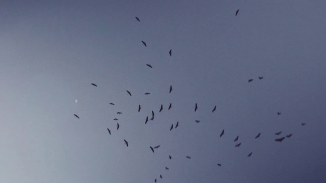Video Reference N0: Flock, Bird migration, Bird, Animal migration, Sky, Wing