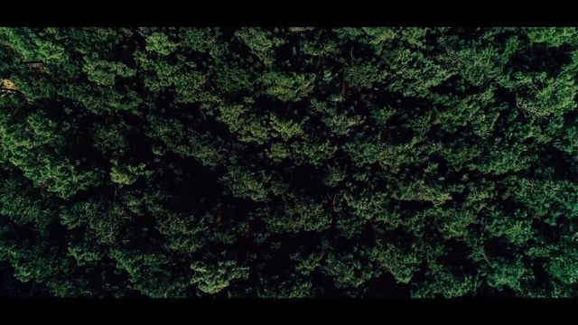 Video Reference N17: Green, Nature, Vegetation, Leaf, Black, Natural environment, Grass, Tree, Biome, Plant