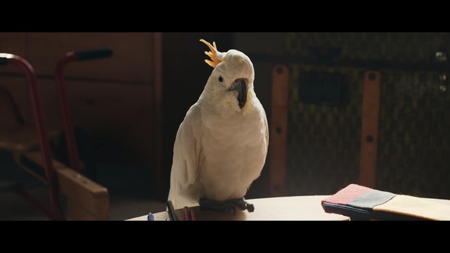 Video Reference N1: Bird, Cockatoo, Parrot, Cockatiel, Sulphur-crested cockatoo, Beak, Adaptation, Feather, Wing, Person