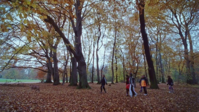Video Reference N1: Tree, Natural landscape, Nature, Woodland, Deciduous, Leaf, Natural environment, Autumn, Nature reserve, Biome