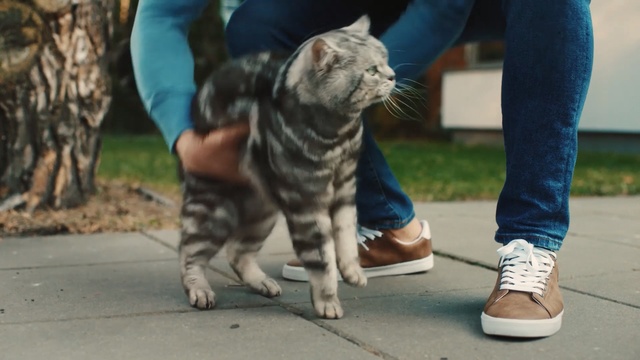 Video Reference N3: Cat, Felidae, Small to medium-sized cats, Carnivore, Leg, Footwear, Walking, Jeans, Human leg, Shoe