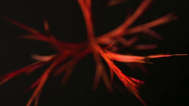 Video Reference N2: Red, Light, Darkness, Orange, Close-up, Macro photography, Flower, Leaf, Plant, Art