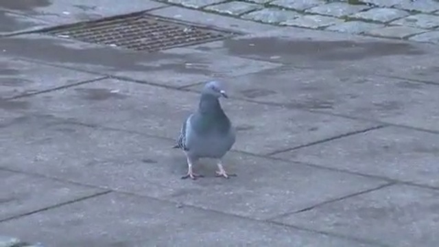 Video Reference N4: bird, pigeons and doves, beak, fauna, seabird, gull, charadriiformes, asphalt