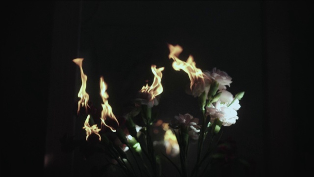 Video Reference N1: Flower, Nature, Light, Still life photography, Plant, Lighting, Petal, Darkness, Leaf, Flowering plant