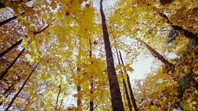 Video Reference N5: Tree, Yellow, Nature, Woody plant, Leaf, Autumn, Plant, Deciduous, Branch, Temperate broadleaf and mixed forest