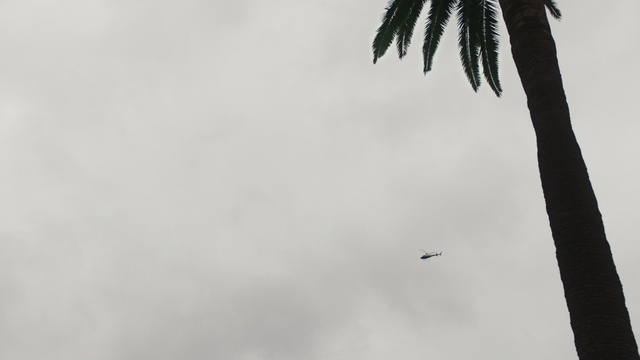 Video Reference N3: White, Sky, Tree, Atmospheric phenomenon, Daytime, Monochrome photography, Black-and-white, Palm tree, Woody plant, Leaf