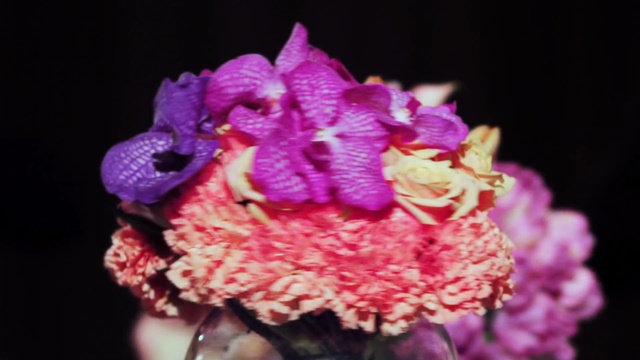 Video Reference N4: pink, flower, flora, close up, petal, plant, magenta, macro photography, pink family, spring