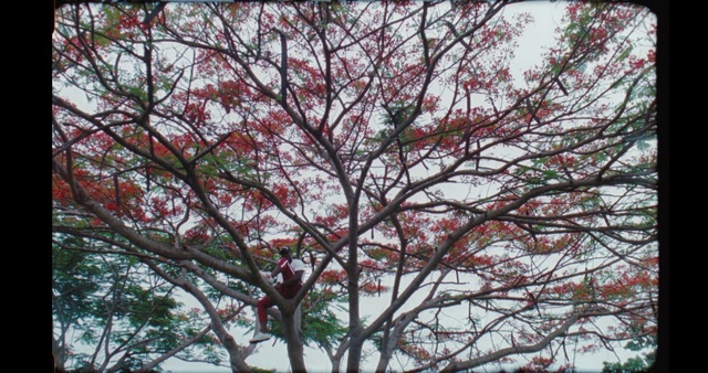 Video Reference N1: Tree, Branch, Plant, Woody plant, Spring, Flower, Leaf, Twig, Maple, Flowering plant