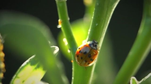 Video Reference N10: Ladybug, Insect, Macro photography, Beetle, Invertebrate, Plant stem, Plant, Water, Leaf, Close-up